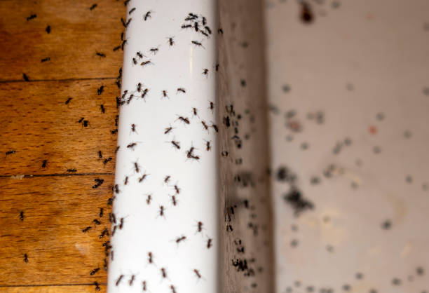 Pest Control for Restaurants in Carter Lake, IA